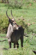 waterbuck (4)